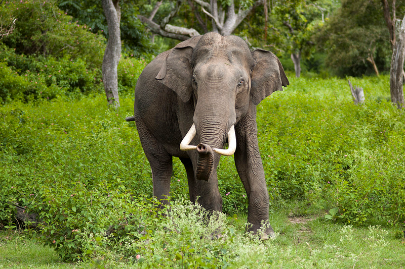 Elefante indio. Wikimedia Commons